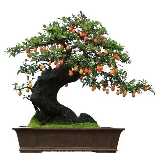 金弹子移栽成活难?那是你一点都不懂重点,如此做即可,原来简单