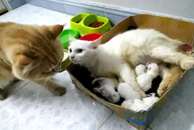 猫妈妈生下了一窝小崽猫爸兴奋上前去看瞅了一眼后抑郁了