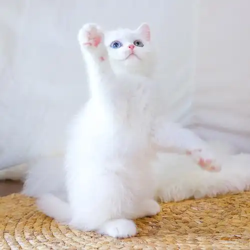 英国短毛猫白色异瞳猫英短幼猫纯种宠物小猫咪活体幼崽赛级血统猫