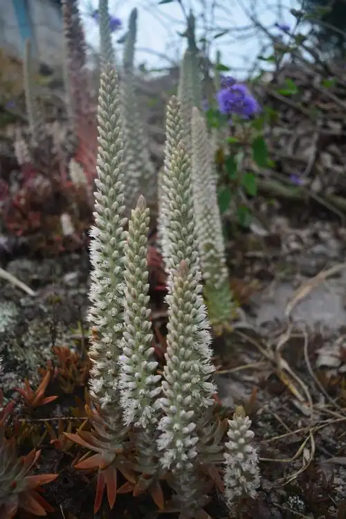 展开全部 这是瓦松