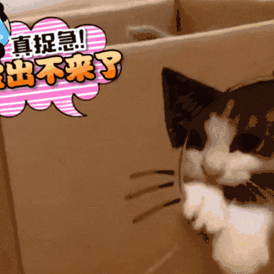萌宠 猫咪 出不来了 着急