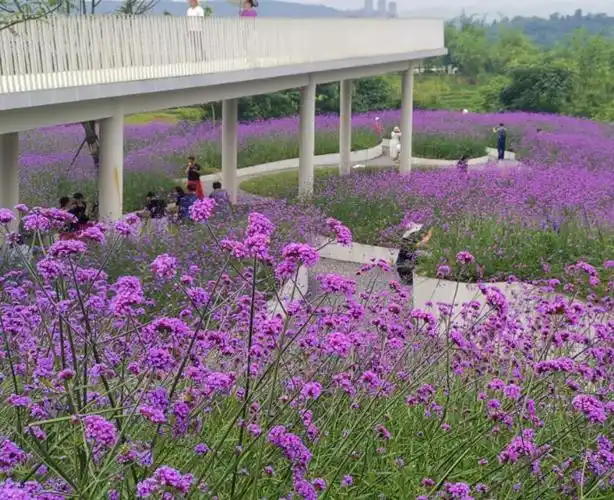 这里算是人少景美的马鞭草花海,你仿佛可以承包一方天地,尽情在其中凹