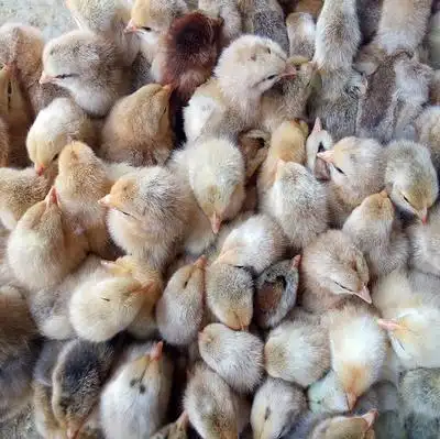 芦花鸡苗 大种肉鸡红芦花包打疫苗包运费