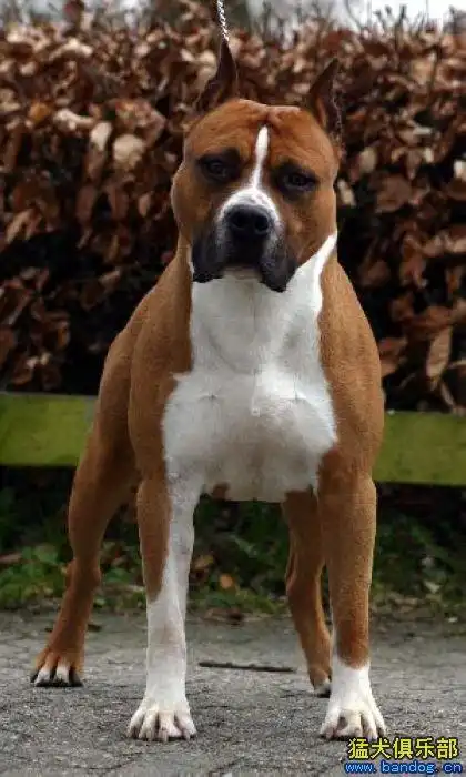 什么中型短毛犬适合女生别墅看家?