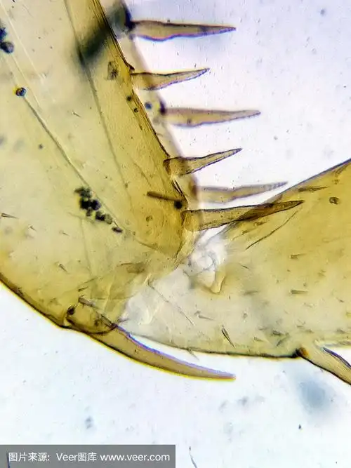 显微镜下蜜蜂的腿