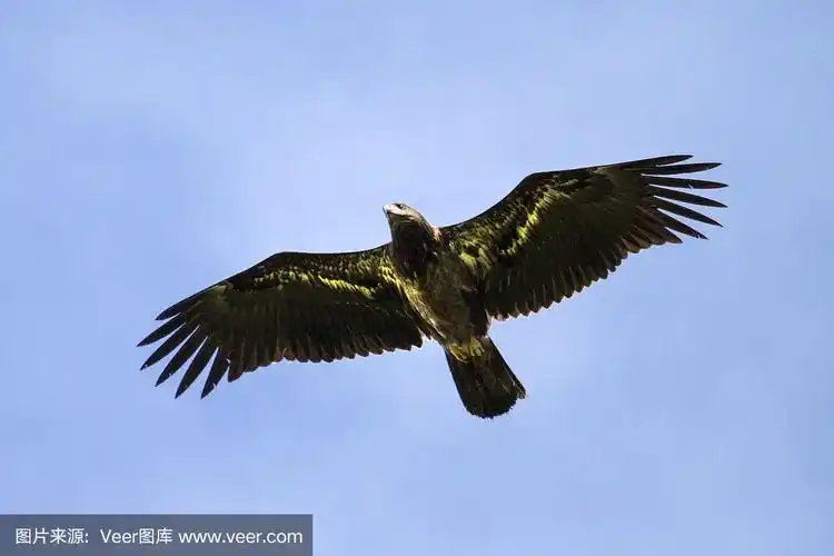 雏鹰在海上飞翔,垂钓