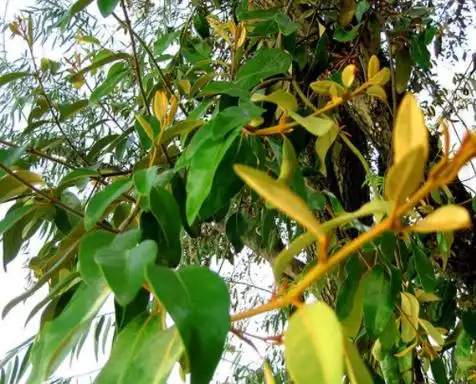 榕树上常有的寄生植物,名叫桑寄生,不懂的人当野树,事实用处大