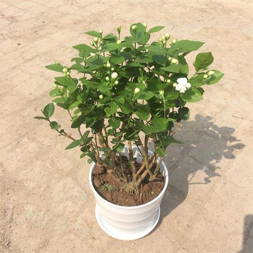 玖枝苑 重瓣白茉莉花苗 盆景阳台花卉盆栽室内庭院花卉绿植 1盆多棵