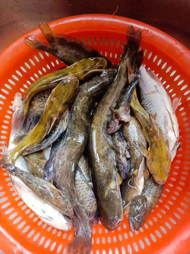 今天就简单一点,红烧野生杂鱼,凉拌莴笋,咸菜烧豆腐,野生的杂 - 抖音