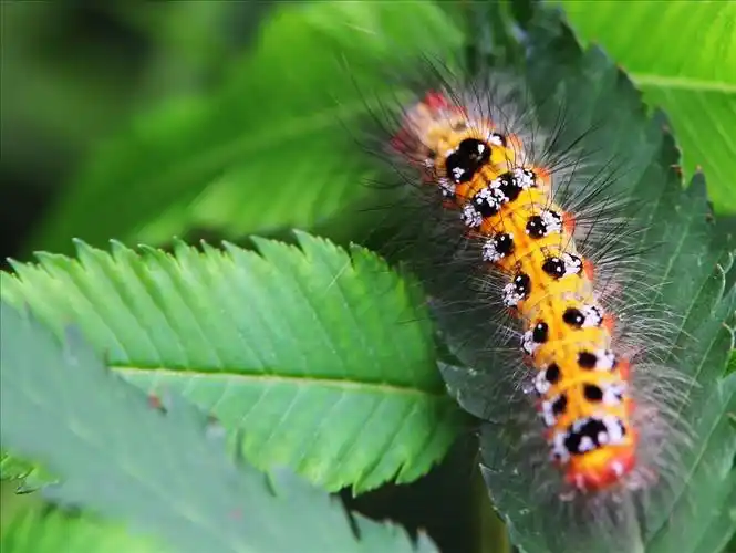 张立新系统脱敏疗法