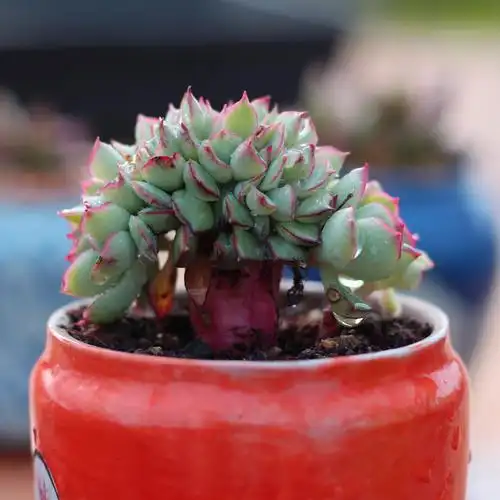 景天天科多肉植物盆栽绮罗碧桃月光女神缀化一物多肉植物