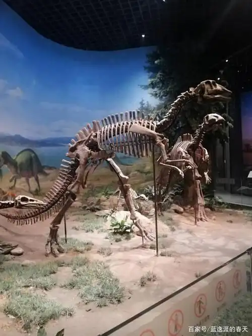 2020年11月6日下午,游览内蒙古博物院的镇馆之宝——远古恐龙化石
