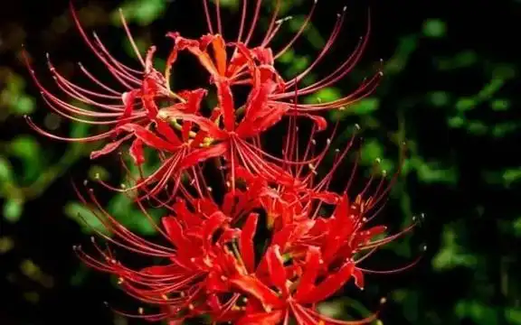 天降吉兆四华(曼珠沙华,摩诃曼殊沙华,曼陀罗华,摩诃曼陀罗华 - 抖音