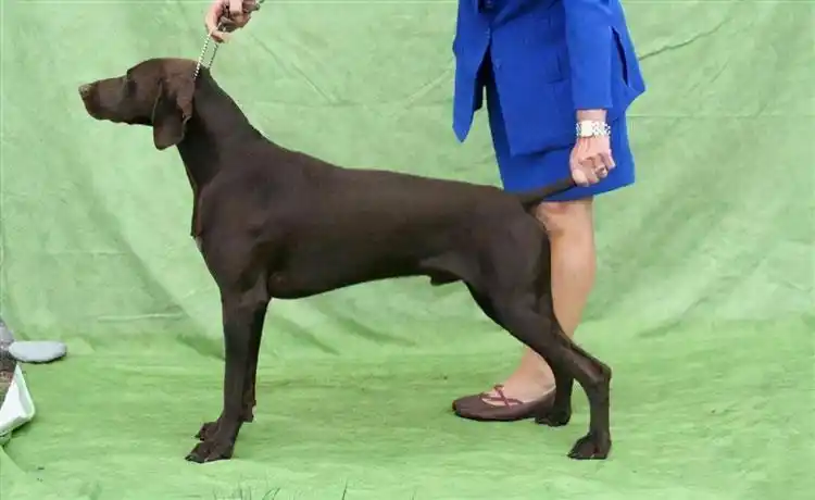 短毛大型犬品种图片大全