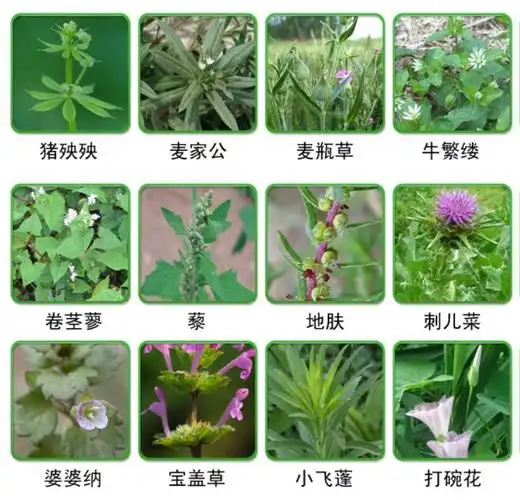 小麦田主要杂草图谱分布及发生规律