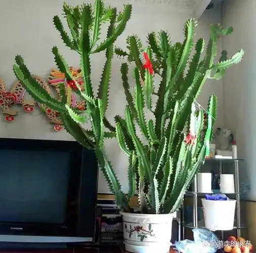 龙骨花(三种最旺家的花) 第1张