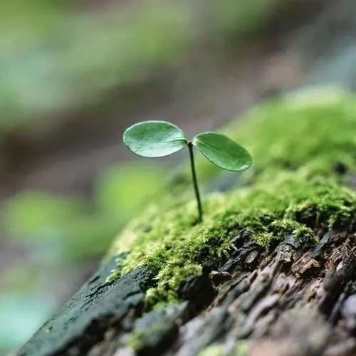 小颗小草坚强勇敢的发芽生长,它的背后隐藏着脆弱