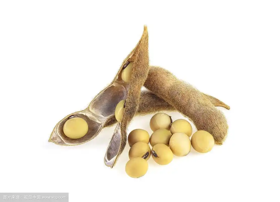 大豆豆荚和大豆分离在白色的背景