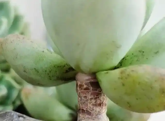 夏天多肉容易出现烟煤病黑斑病