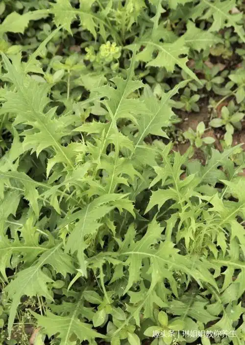 做法:   1,将苦苣菜洗净,入沸水焯一下,捞出漂洗去苦苣菜切段,猪肉