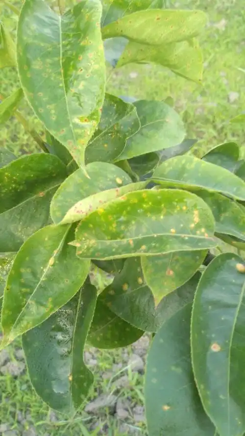 梨树叶片上有褐色斑点,是什么病,怎么防治?(如图)