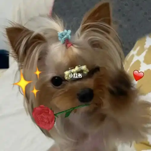 折耳猫  #狗狗  #头像分享  #情侣头像  #可爱头像 #可爱情头