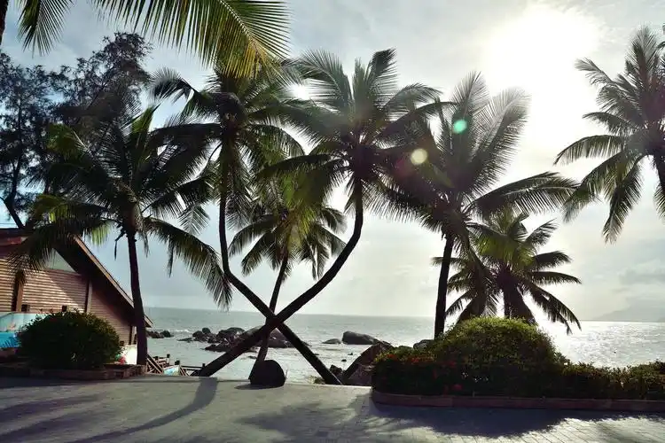 造型优美—椰树 - 拟黑多刺蚂蚁 - 图虫网 - 优质摄影师交流社区