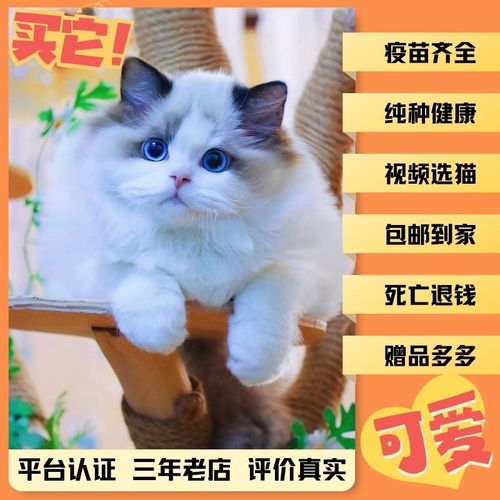 布偶猫蓝双布偶猫海双布偶猫纯种猫咪银渐层无毛成年猫幼猫