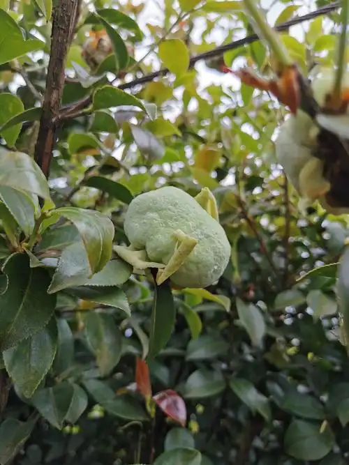 茶泡生长多年的老茶籽树会结出类似棉花糖的果可食味甘涩