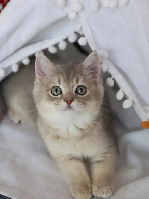 可爱的蓝金弟弟在线找主人喜欢他扣1#蓝金  #蓝金渐层  #英短蓝金渐层