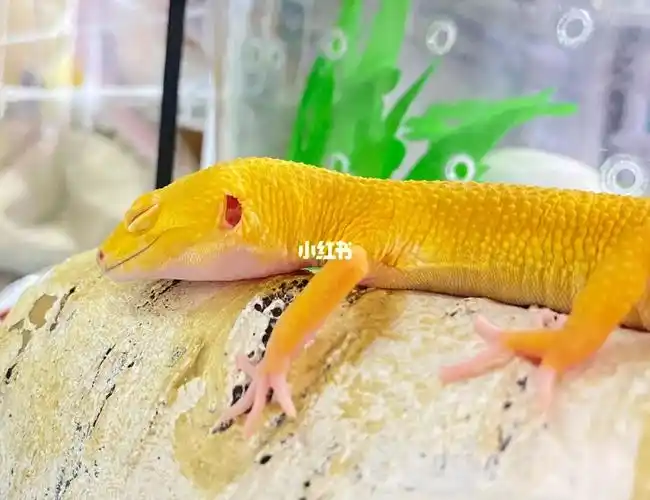 一只眼睛热肿的守宫