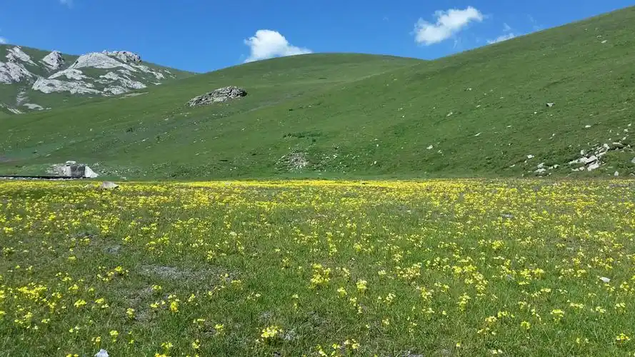 天峻草原野花飘香