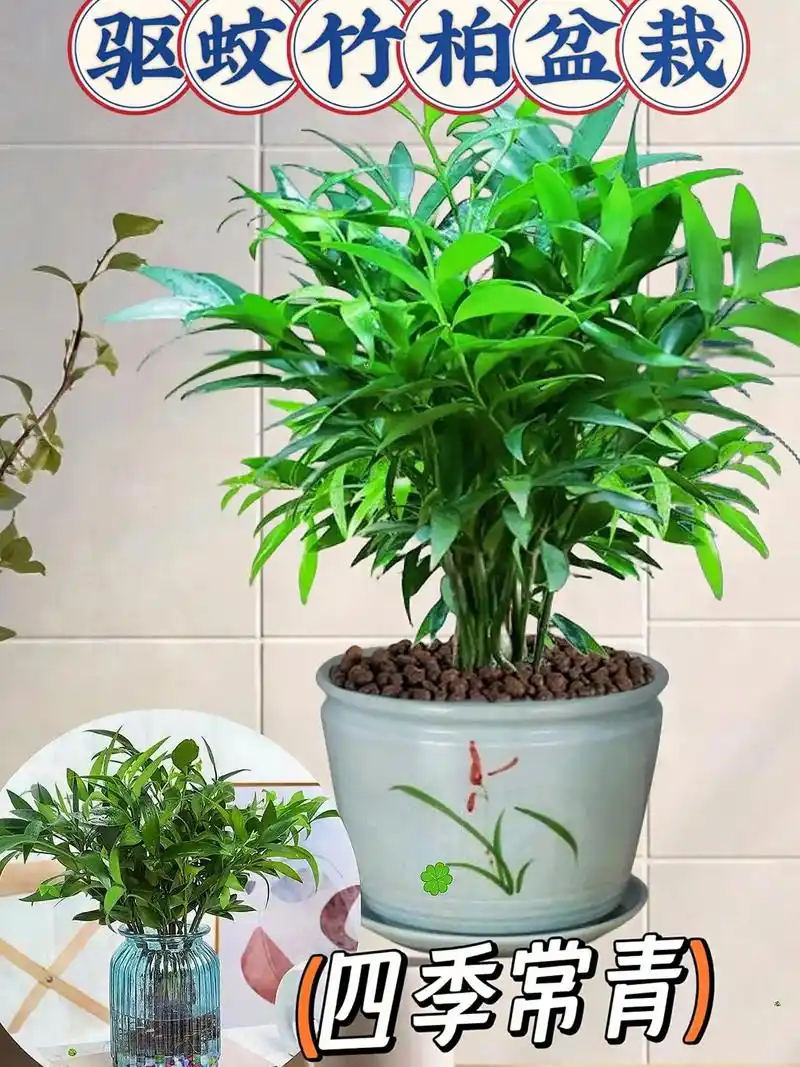 简单好养四季常绿sunaroud厂安厅分哉盆栽竹柏水培绿植驱蚊竹柏