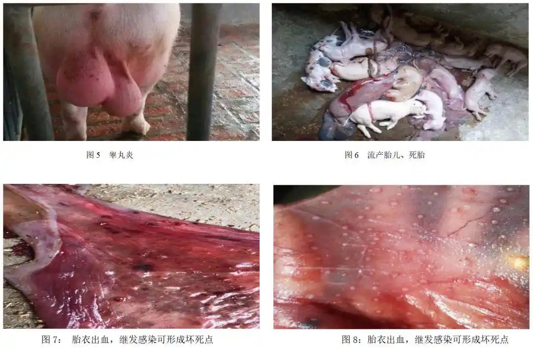 我国猪衣原体病流行态势和诊断方法介绍