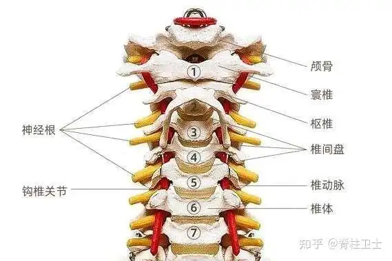 人体颈椎一共有7节.