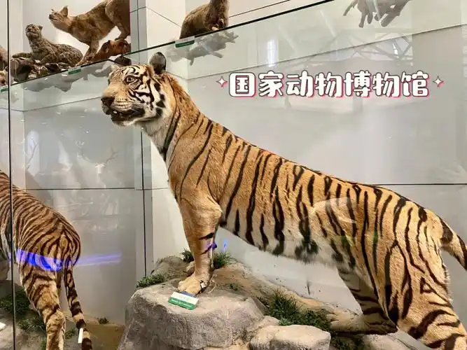 北京博物馆打卡之国家动物博物馆