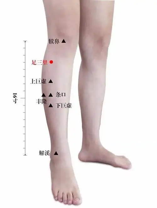 足三里是一个强壮身心的大穴,艾灸足三里有有理脾胃,调气血,主消化,补