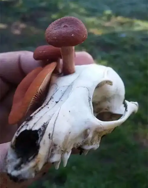 13张自然界中的诡异照片,一看吓一跳