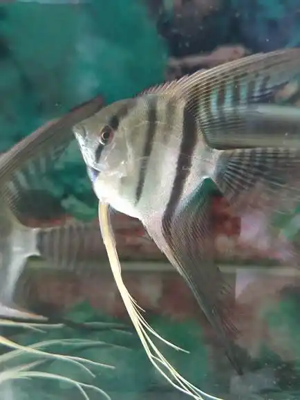 这是什么品种的燕鱼