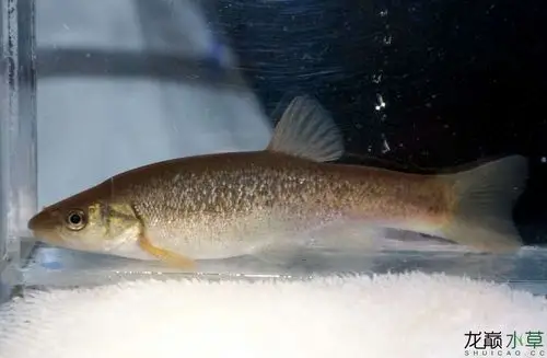 中国大陆原生造景常用鱼之尖头大吻鱥尖头鱥