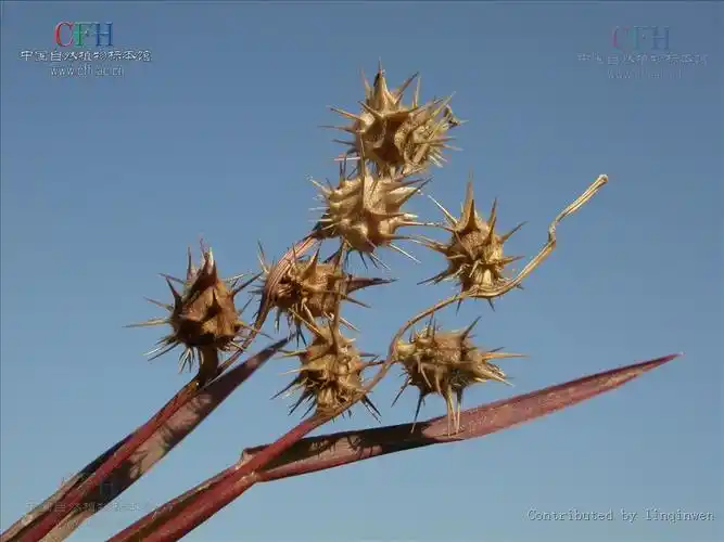 p>蒺藜草(学名: i>cenchrus echinatus /i>  l.