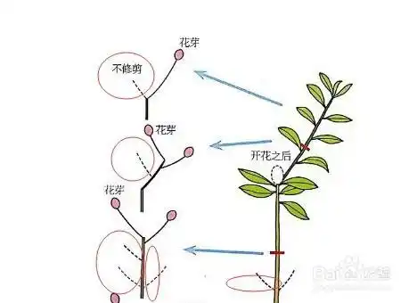 映山红怎么修剪枝条