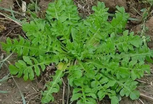 野芥菜图片野芥菜图片欣赏