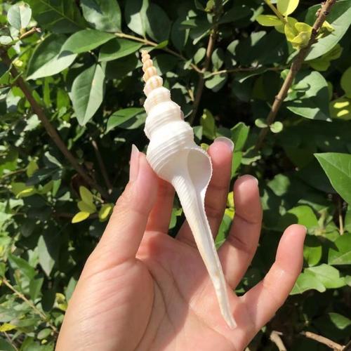 海螺白长旋天然贝壳海星白色鱼缸地台墙贴家居海螺