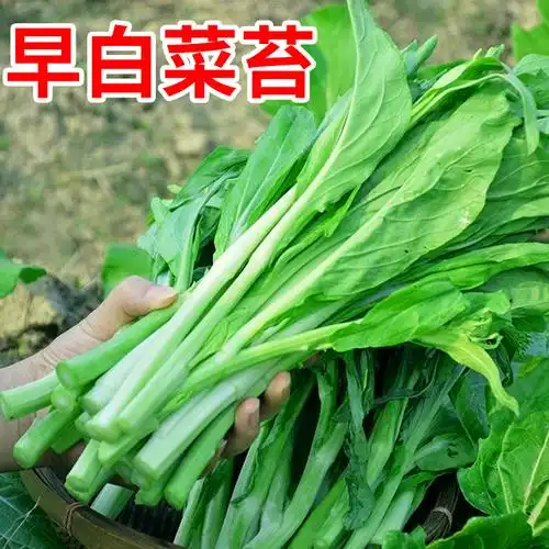 菜苔白菜苔盆栽夏季青菜大全菜种蔬菜四季阳台家庭园艺种子
