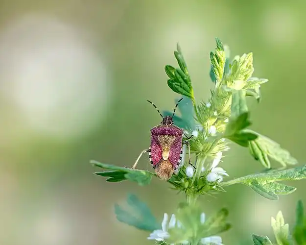 春天草丛中美丽的昆虫