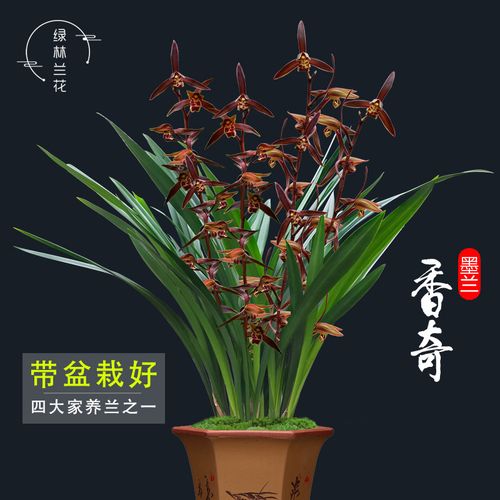 兰花苗 墨兰报岁兰草 香奇 冬带花苞出售好养居家绿植过年开花卉