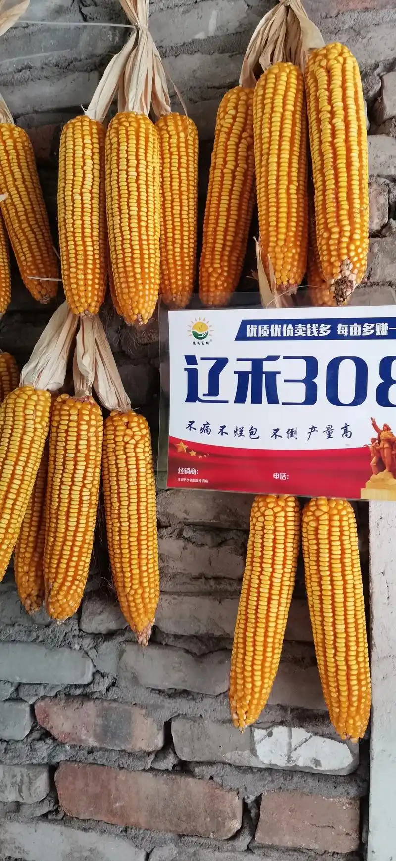 辽禾308是一种玉米单交种.适应范围广,抗病性强,活 - 抖音