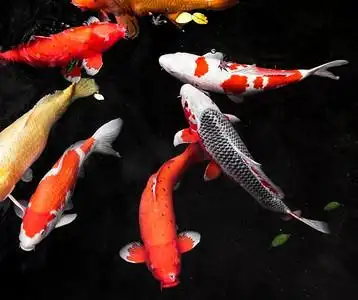 顶视图五颜六色的锦鲤鱼 4锦鲤玩具