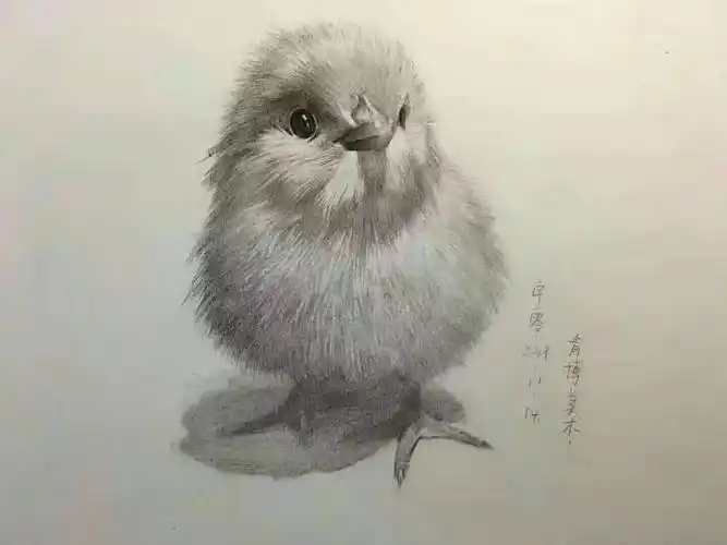素描动物|软萌可爱的小鸡仔! - 元艺考